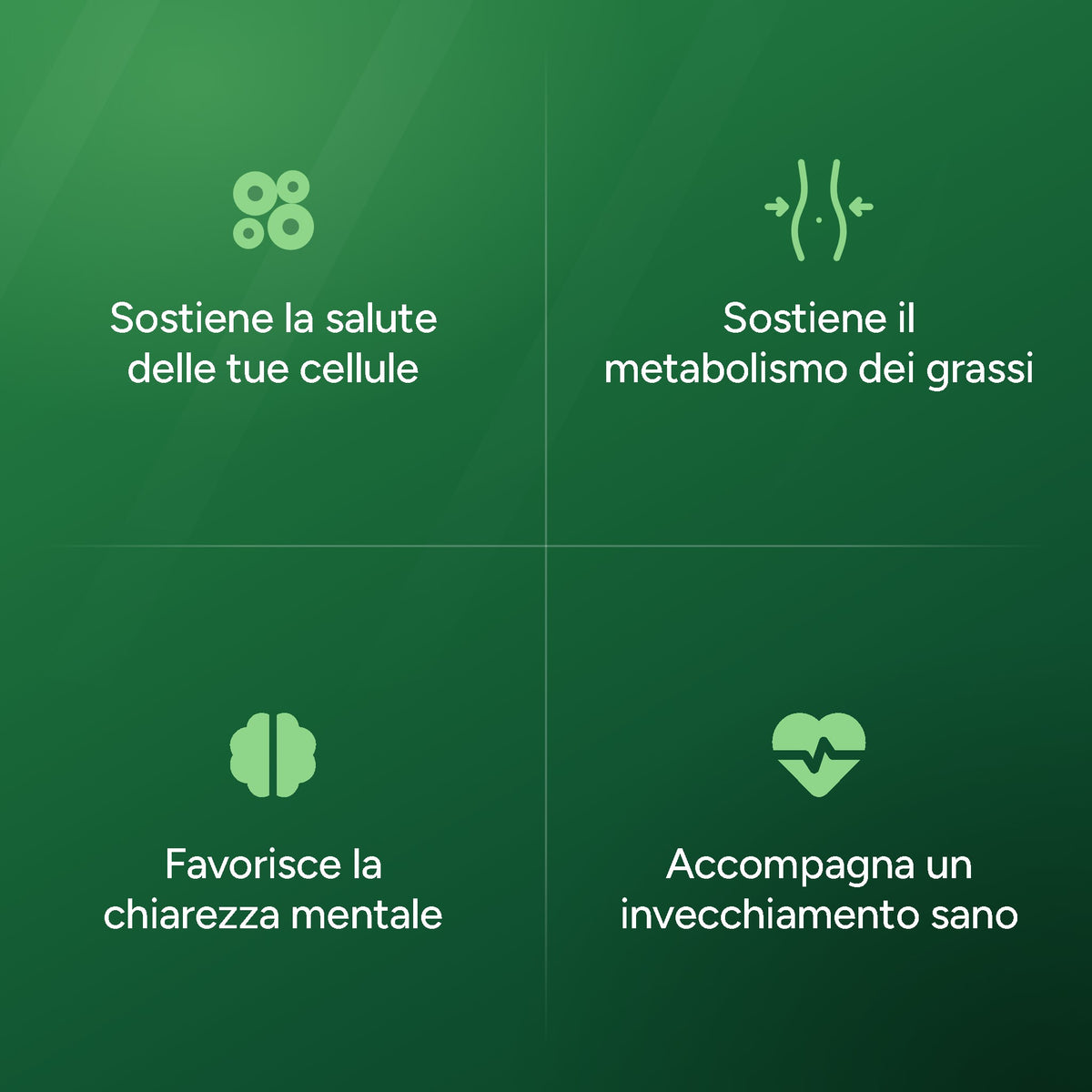 Sostiene la salute delle cellule, il metabolismo e la chiarezza mentale